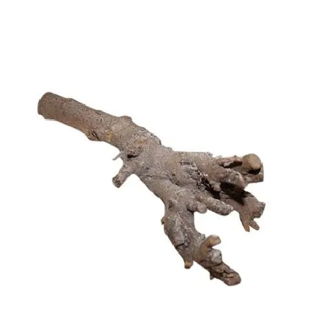 Sušený materiál Kuwa root sivá 40 cm