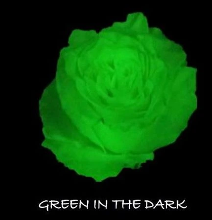 Ruža farbená Glow Green In The Dark, Ekvádor 50 cm