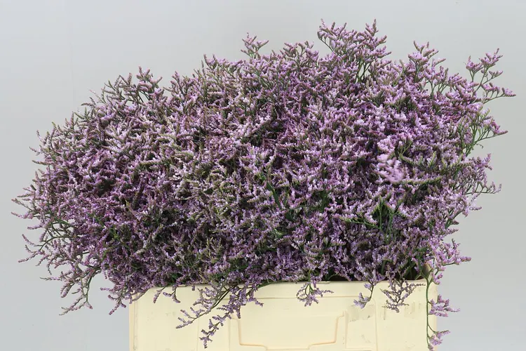 Lim. Saf Lilac 60 cm
