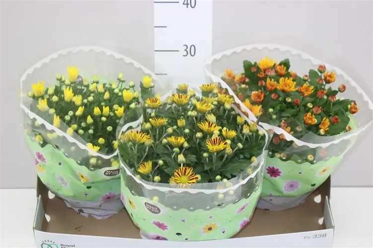 Chryzantéma črepníková mix v miske črepník 23 cm