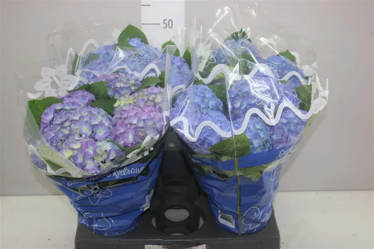 Hydrangea Blauer Zwerg 8+ črepník 14 cm