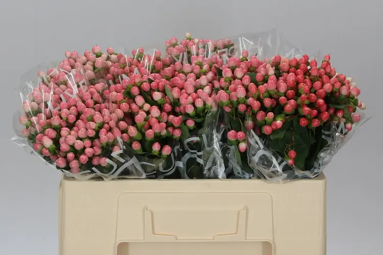 Hyp Coco Casino 50 cm