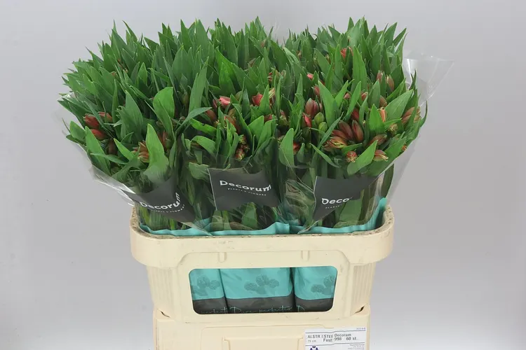 Alstroméria Estee Xl 75 cm