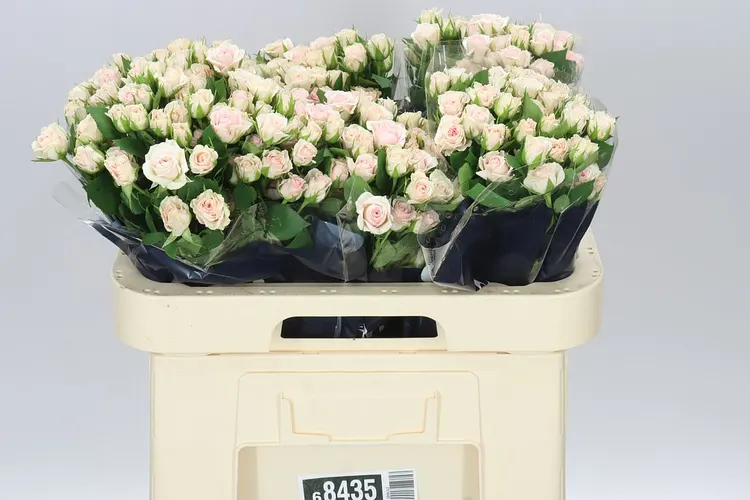 Rosa Tr Severina 60 cm
