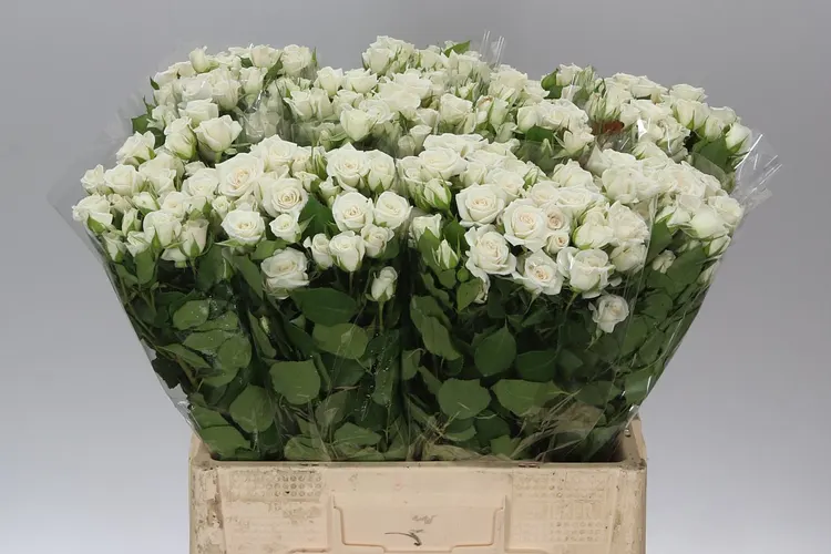Rosa Tr Jeanine 60 cm