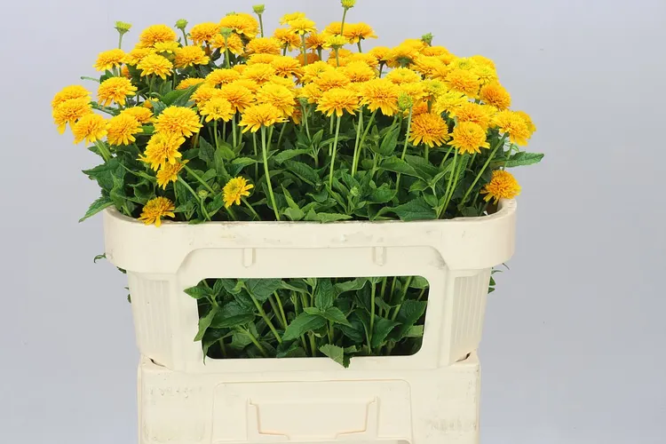 Heliopsis Helianthoides Asahi 70 cm