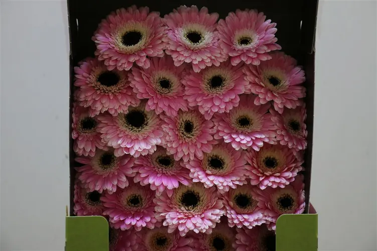 Germ. D Tahiti 55 cm