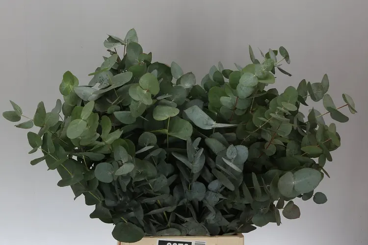 Cinerea 55 Cm Single Stems 55 cm