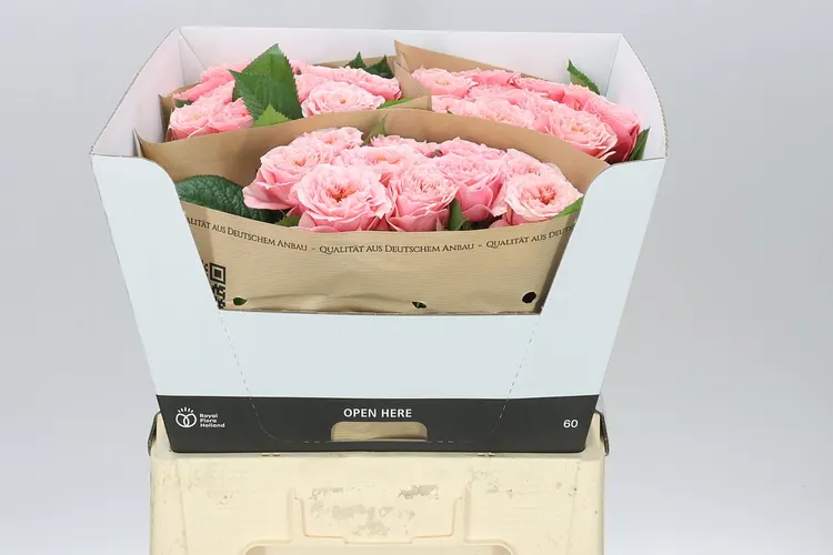 Rosa Gar Elena 60 cm