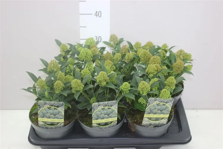 Skimmia Godrie's Dwarf 8-10 črepník 17 cm