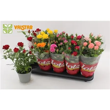 Izbové ruže (Pot Roses)
