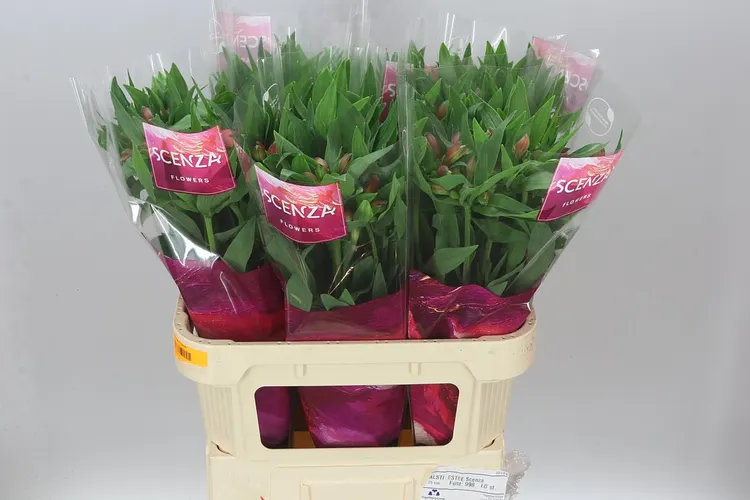 Alstroméria Estee 75 cm