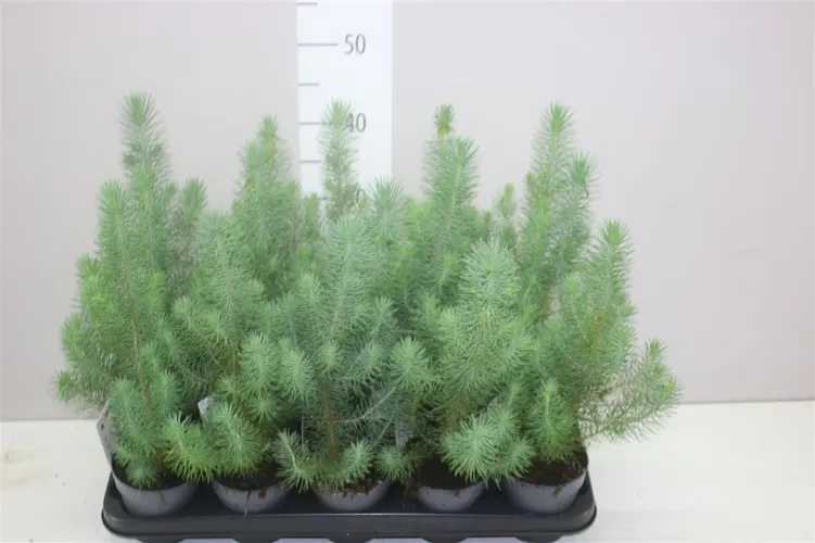 Pinus Silver Crest črepník 10,5 cm