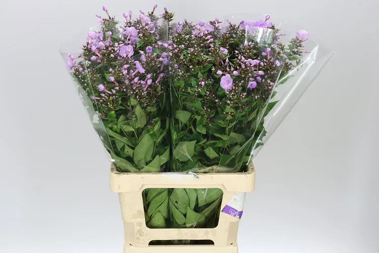 Floxy (Phlox)