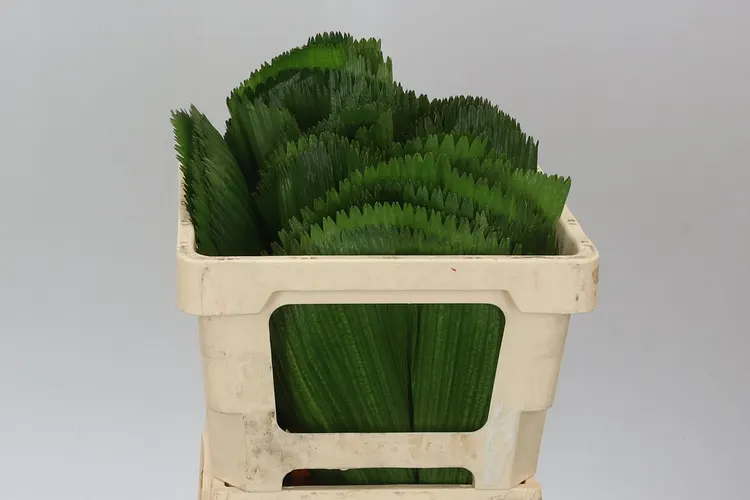 Licuala (fan Palm) 50 cm