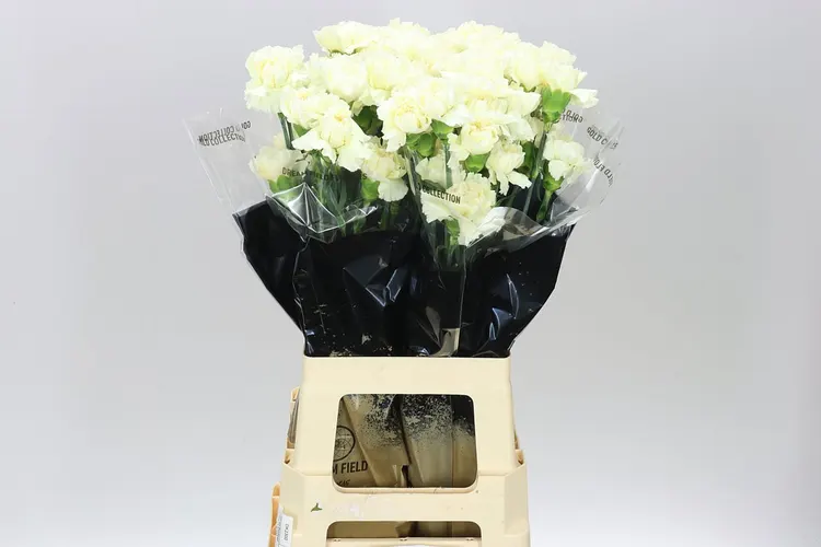 Karafiát Cream 70 cm