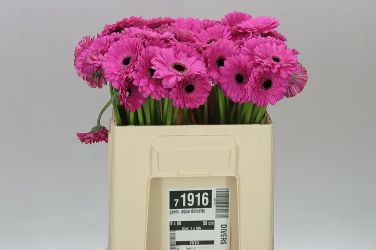 Germini Aqua Dolcetto 50 cm