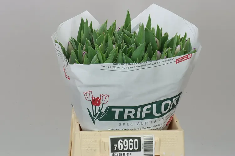 Tulipán jednoduchý Saigon 42 cm