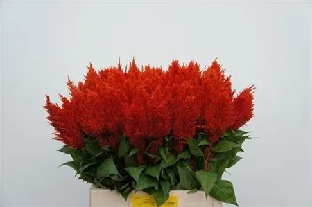Celosia P Century Fire 65 cm