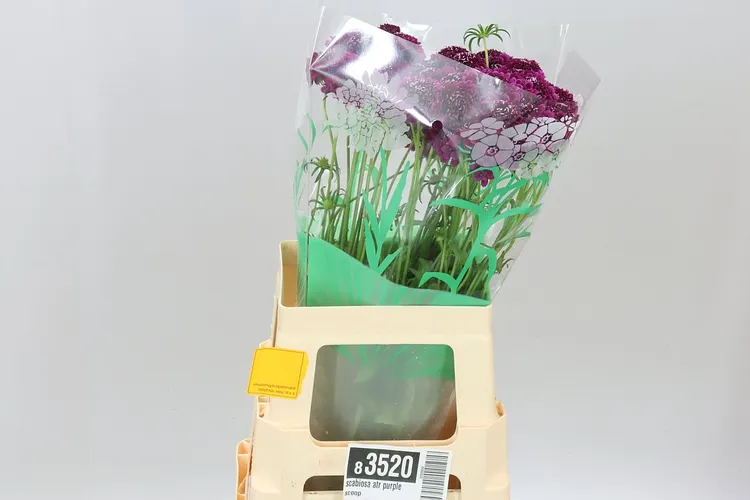 Scabiosa Atr Purple Scoop 65 cm