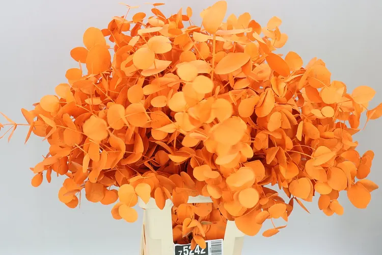 Eukalyptus Cinerea Orange 70 cm