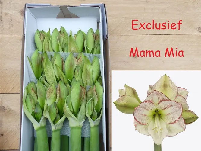 Amarylis Mama Mia 80 cm