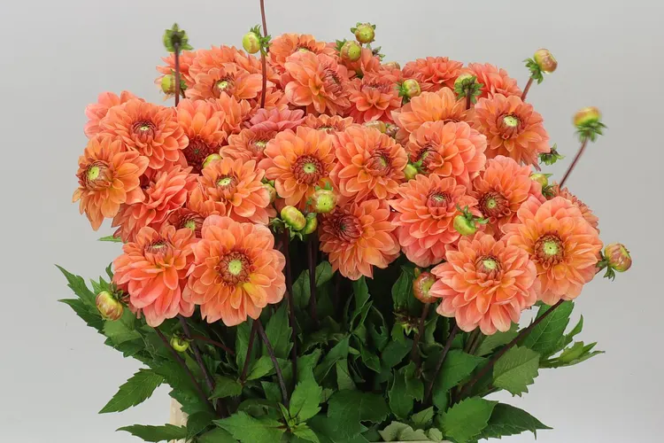 Dahlia Ov Salmon 55 cm