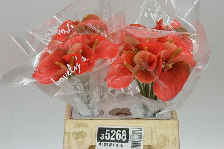 Ant Aqua Peachy Love 40 cm