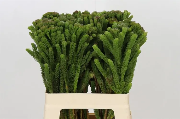 Kaaps Brunia Albigreen 60 cm