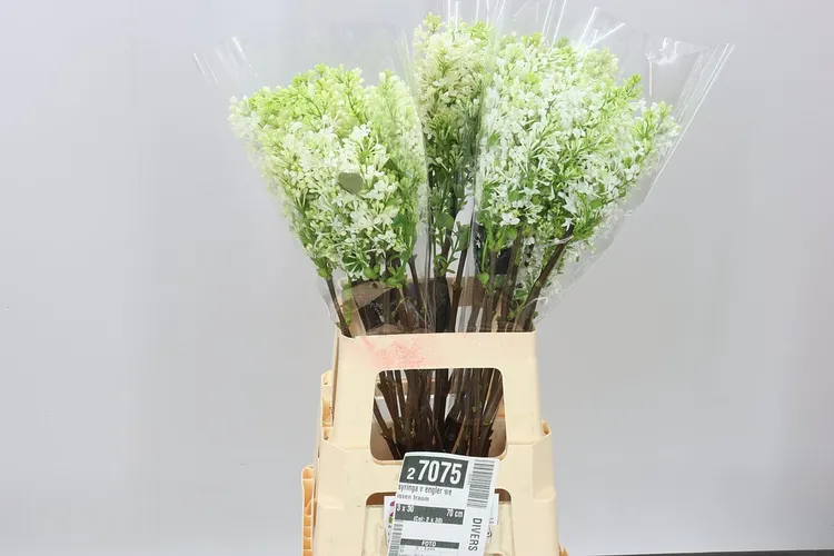 Syringa V Engler Weissen Traum 70 cm