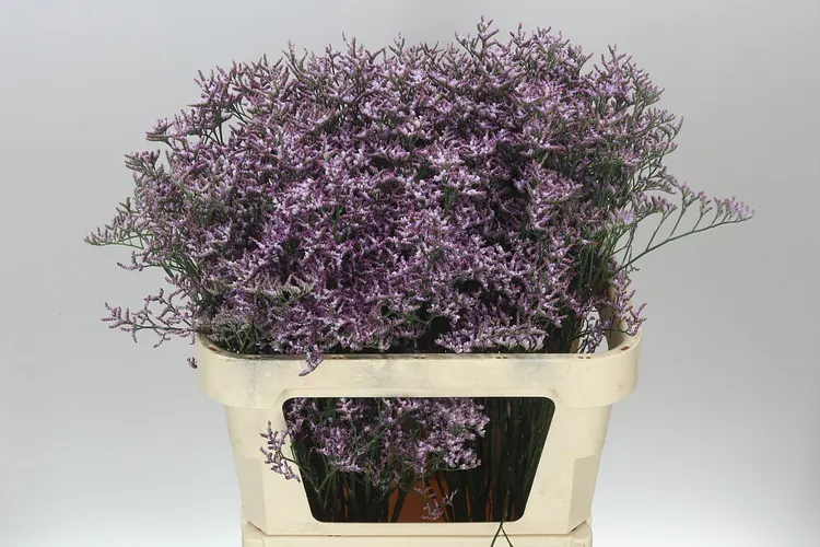 Lim. Saf Lilac 70 cm