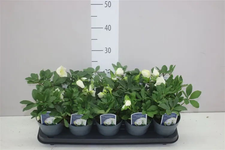Helleborus N. Christmas Carol Basis črepník 12 cm