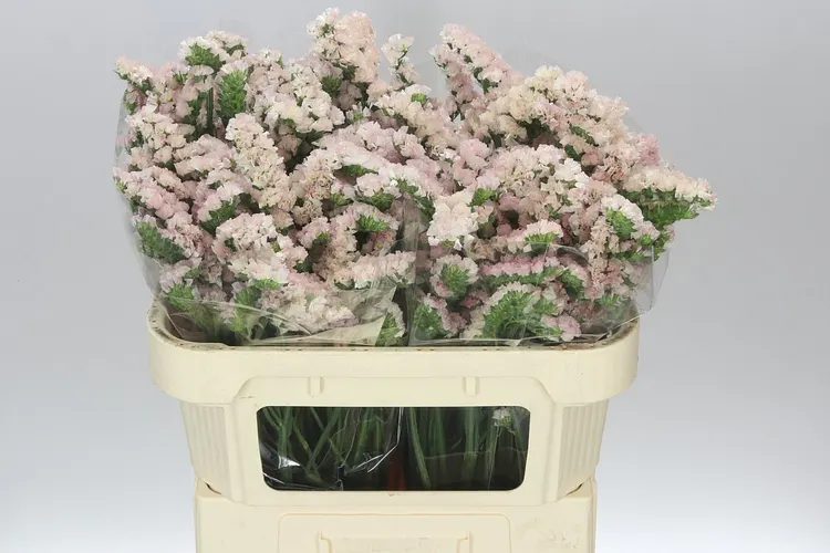 Limónium S Apricot 60 cm