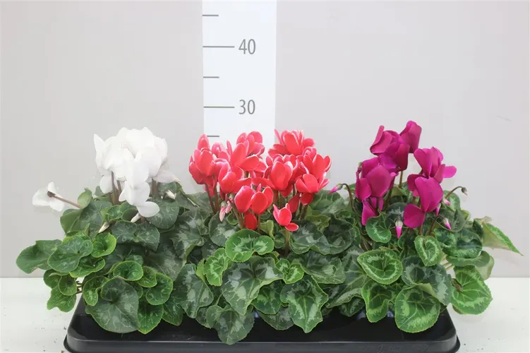 Cyklámen veľkokvetý S S Xl mix črepník 13 cm