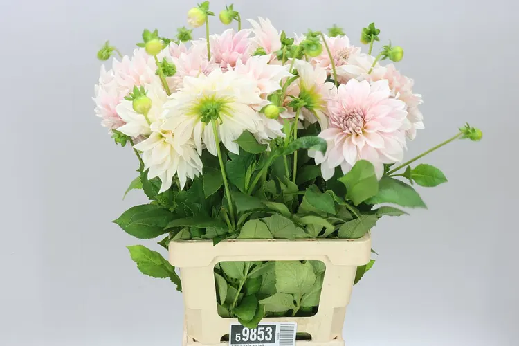 Dahlia Cafe Au Lait A2 60 cm
