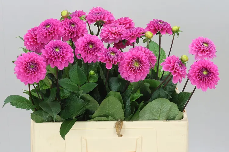 Georgína Happy Hour 60 cm