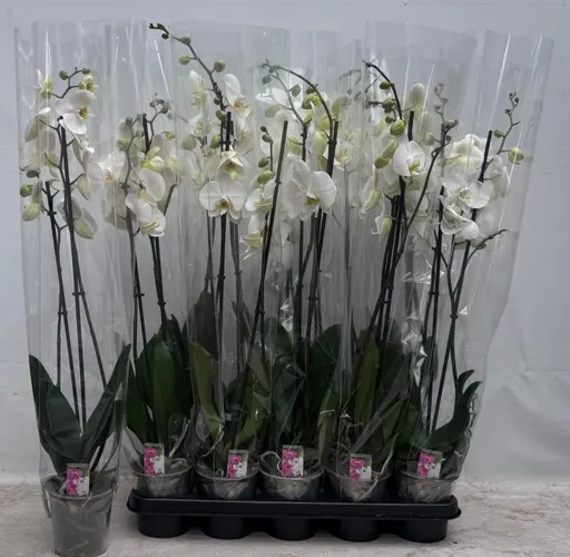 Orchidea Phalaenopsis biela 12+, 2 výhony črepník 12 cm