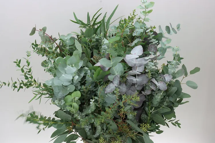 Eucalyptus Mix 70 cm