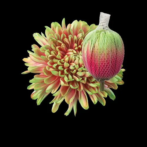 Chr G Antonov Bubblicious 70 cm
