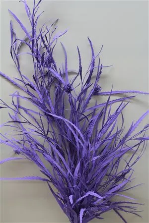 Grevilea Milka 80 cm