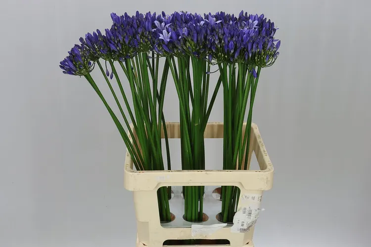 Agap Uri 70 cm