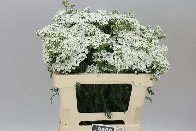 Achillea White Beauty 55 cm