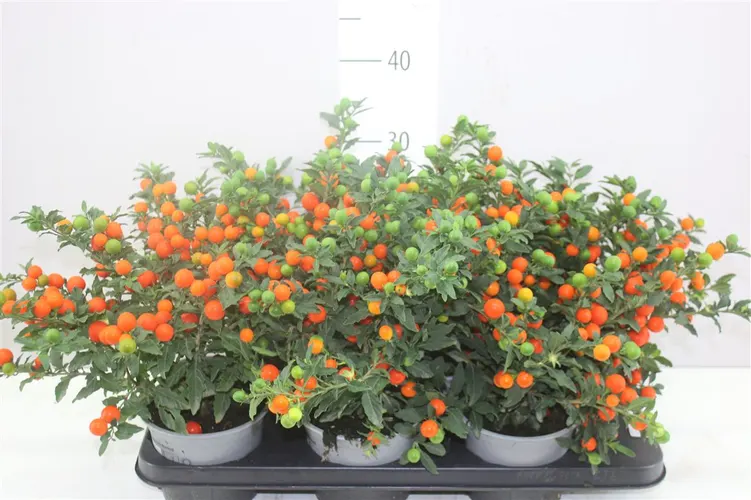 Solanum Ps Bartolli Bes črepník 14 cm