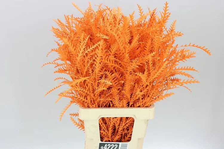 Ivanhoe Orange 60 cm