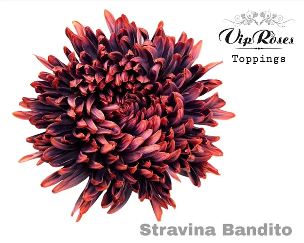 Chryzantéma veľkokvetá Stravina Bandito 65 cm
