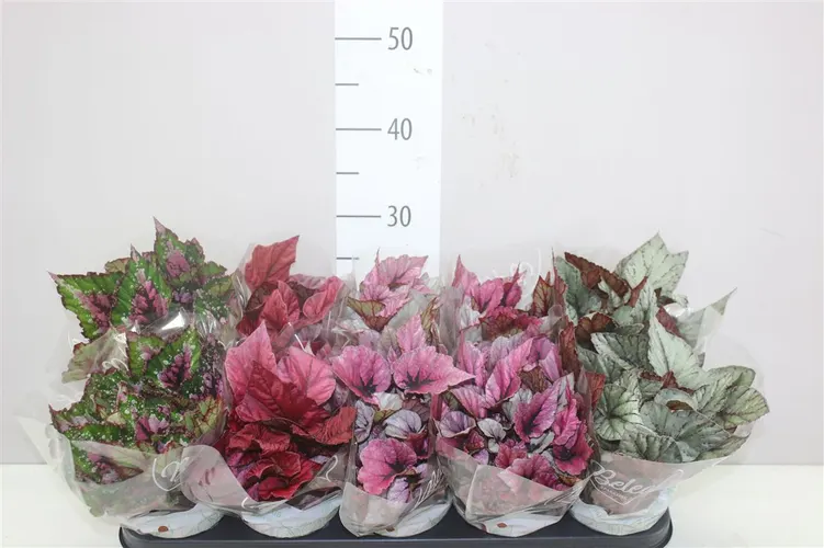 Begonia Blad Beleaf Gemengd črepník 12 cm