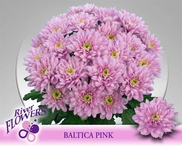 Chr T Baltica Pink 70 cm