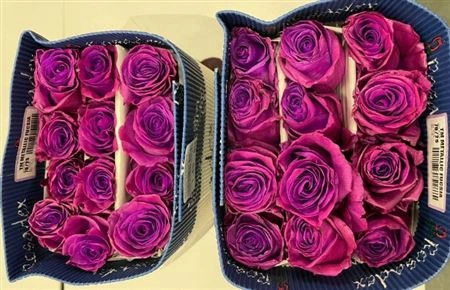 Ruža farbená Metallica Fuchsia, Ekvádor 50 cm