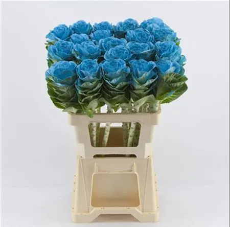 Brassica Painted Blue Pale Glitter 60 cm