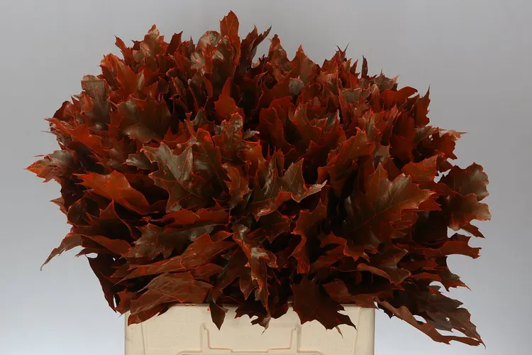 Quercus Rubra Orange 20st 60 cm